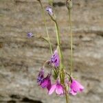 Primula matthioli Habitus