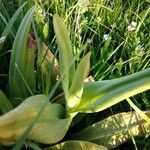 Himantoglossum hircinum Blad