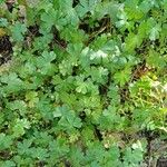 Geranium aculeolatum Leaf