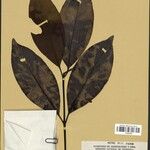 Stachyarrhena penduliflora Leaf