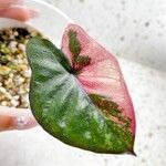 Caladium bicolorFolha