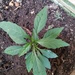 Solanum pseudocapsicum List
