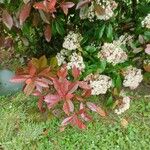 Photinia serrulataKvět