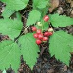 Actaea rubraFrukto