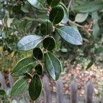 Azara microphylla Hoja