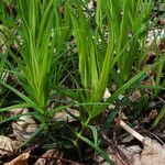 Polygonatum verticillatum ᱥᱟᱠᱟᱢ