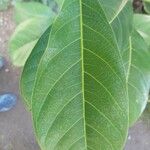 Ficus callosa Levél