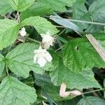 Rubus caesius Kvet