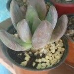 Pachyphytum kimnachii Leaf