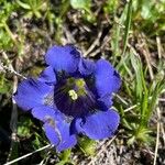 Gentiana alpina Квітка