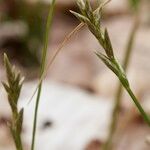 Carex pseudobrizoides Other