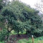 Quercus myrsinifolia Blatt