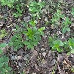 Daphne pontica Hoja