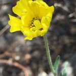 Madia elegans Flower