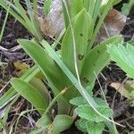 Orchis anthropophora 葉