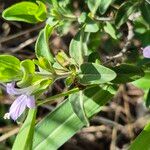 Barleria volkensii Habit