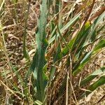 Bupleurum rigidum Leaf