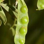 Vicia ervilia ഫലം