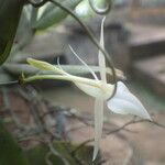 Angraecum angustipetalum Blüte