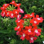 Verbena × hybrida Cvet