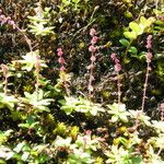 Saxifraga strigosa Habit