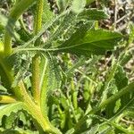 Volutaria tubuliflora Leaf