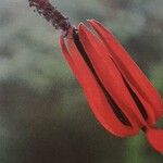 Pavonia multiflora Flower