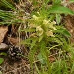 Pedicularis foliosa Kukka