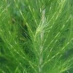 Eupatorium capillifolium Blatt