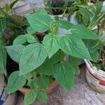 Acalypha aristata Hoja