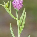 Polygala curtissii Other