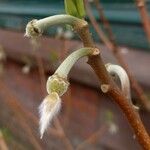 Edgeworthia chrysantha Gyümölcs