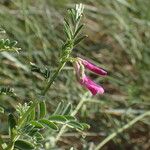 Vicia monantha Flower