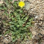 Crepis bellidifolia Natur