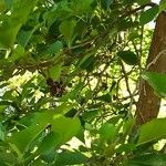 Alnus glutinosa Frukto