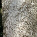 Ficus benjamina Kabuk
