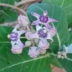 Calotropis gigantea Flor