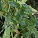 Cynoglossum amabile Φύλλο