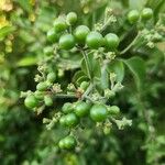 Jasminum fluminense Fruit