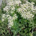 Lepidium draba Habit