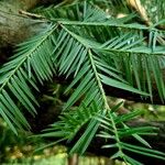 Torreya californica Hoja