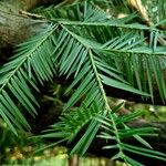 Torreya californica Folha