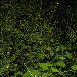 Milleria quinqueflora Hábitos