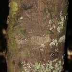 Pouteria cayennensis Kabuk