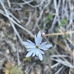 Lithophragma glabrum Květ
