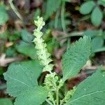 Elsholtzia ciliata Mbuma