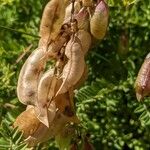 Astragalus penduliflorus Плод