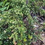 Juniperus brevifolia Leaf