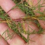 Artemisia marschalliana Leaf