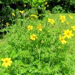 Bidens ferulifolia Hàbitat